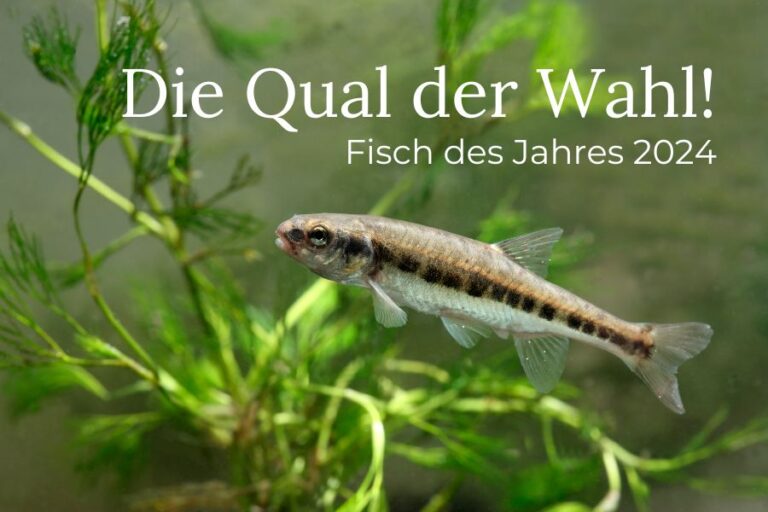 Wahl Fisch des Jahres 2024 Tiroler Fischereiverband