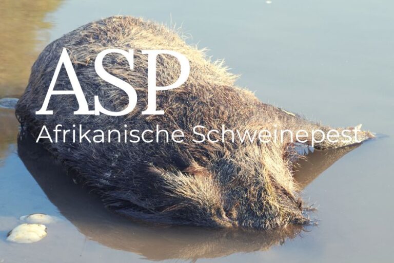 ASP - Afrikanische Schweinepest | Tiroler Fischereiverband