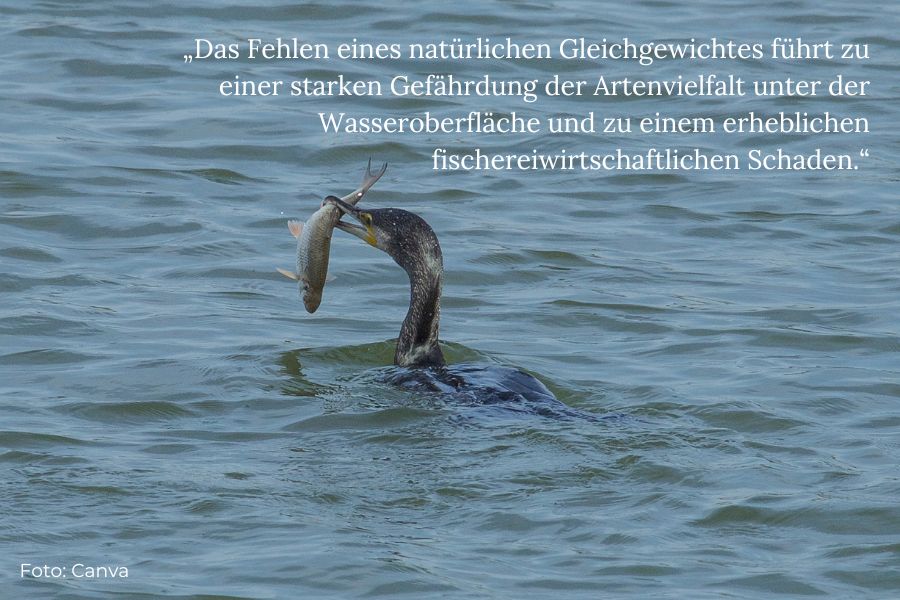 Kormoran mit Fisch im Schnabel