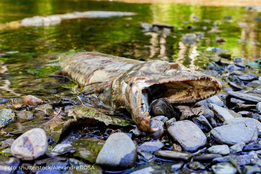 Toter Fisch am Fluss liegend.